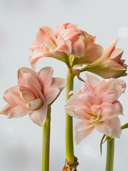 Амариліс Pink Glory